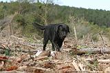 LABRADOR 146